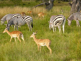 320px-Zebras_chobe_national_park[1]